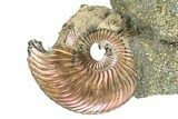 Iridescent Pyritized Ammonite (Quenstedticeras) Fossil Display #368838-1